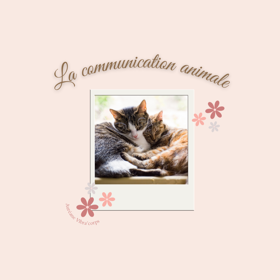 Image de Communication Animale
